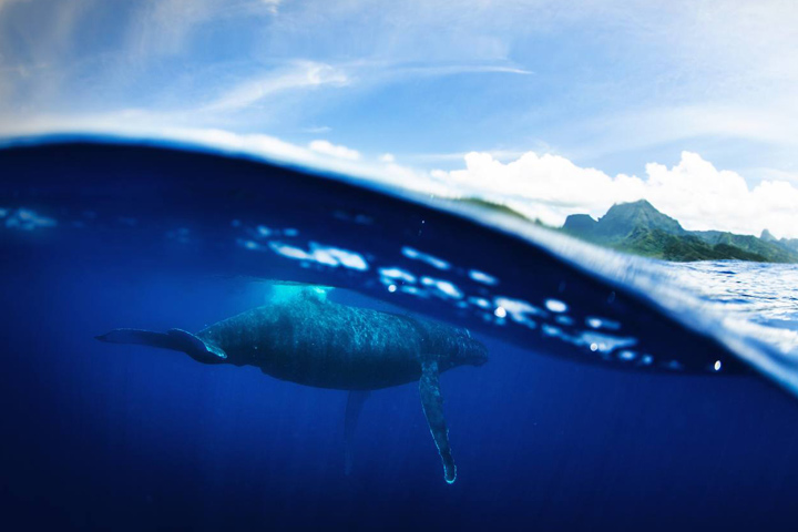 whale watching tour moorea