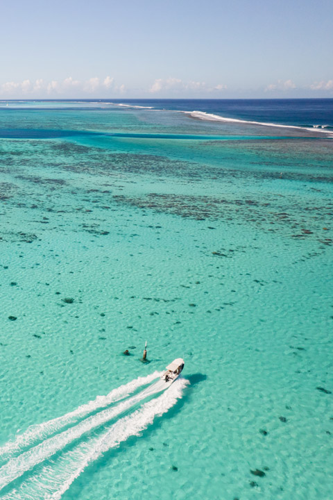 whale watching tour moorea